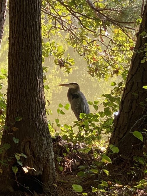 A heron stands among trees by a calm waterway, surrounded by greenery and soft light.