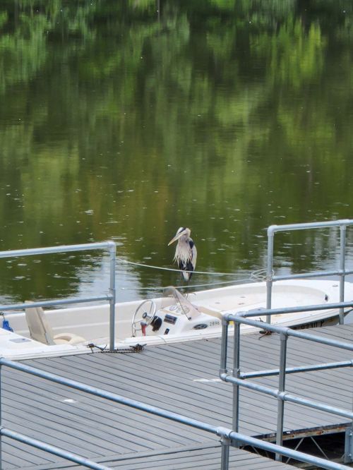 A heron stands on a dock near a boat, surrounded by calm water and lush greenery reflecting in the surface.