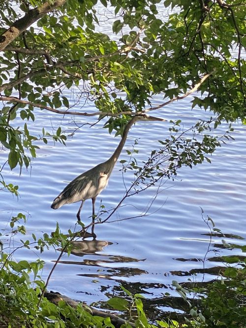 A heron stands in shallow water, surrounded by green leaves and branches, reflecting on the calm surface.