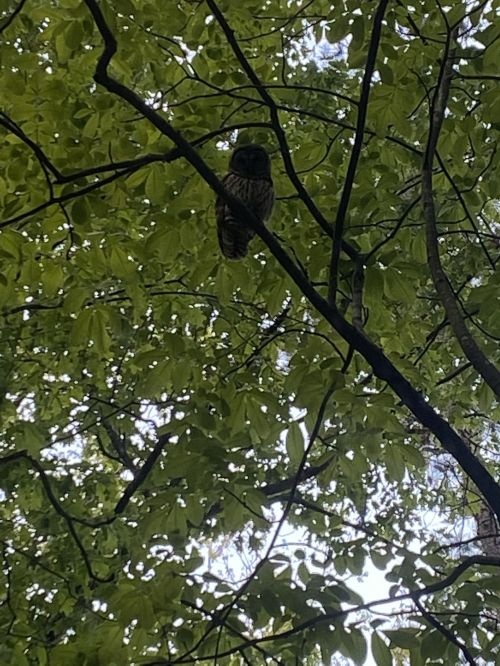 An owl perched on a branch, partially hidden among green leaves in a forested area.