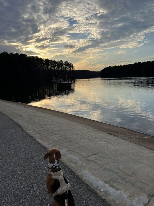 A dog stands by a calm lake at sunset, with trees and a dock in the background under a cloudy sky.