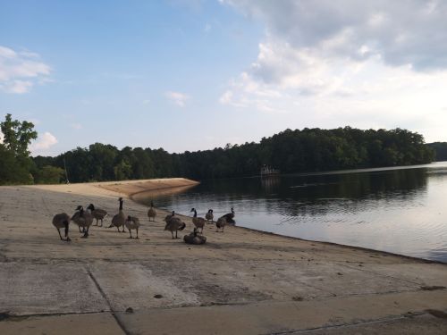 A serene lakeside scene with geese gathered on the shore, surrounded by trees and a calm water surface.
