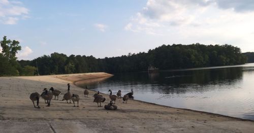 A group of geese walking along a sandy shore by a calm lake, surrounded by trees and a cloudy sky.