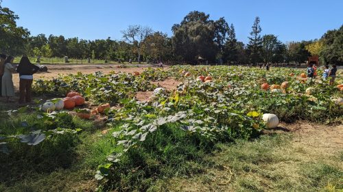 A pumpkin patch with various pumpkins and people exploring the area under a clear blue sky.
