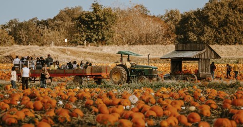 A tractor pulls a wagon with people through a pumpkin patch filled with orange pumpkins and a rustic shed in the background.