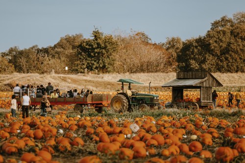 A tractor and wagon in a pumpkin patch, with people gathering among rows of bright orange pumpkins under a clear sky.