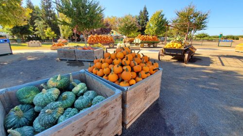 A farm stand displays vibrant pumpkins and squash in wooden crates under sunny skies and trees.