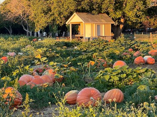 A pumpkin patch at sunset, with large pumpkins scattered across the field and a small shed in the background.