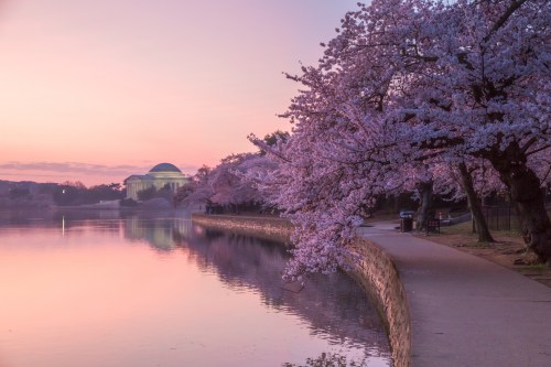 Cherry blossom trees line a tranquil waterfront at sunrise, with a building visible in the background.
