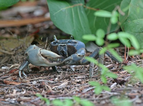 A blue crab with a large claw stands on the ground among green foliage and twigs.