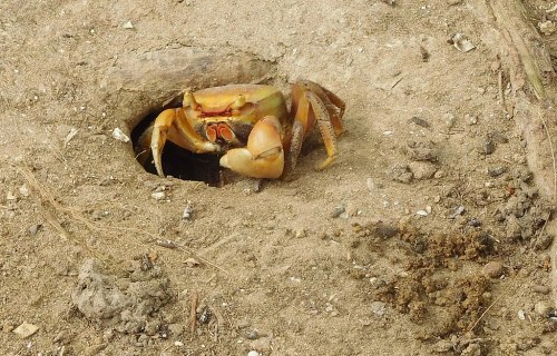 A crab emerging from a burrow in sandy soil, showcasing its claws and vibrant colors.