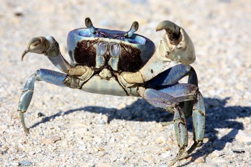 A close-up of a blue crab on sandy ground, with its claws raised and eyes alert.