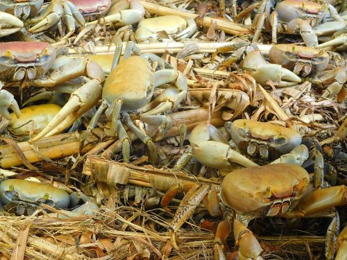 A close-up of numerous crabs among dried vegetation, showcasing their yellow and brown shells.