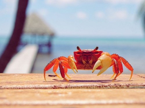 A vibrant red crab stands on a wooden surface with a blurred beach and pier in the background.