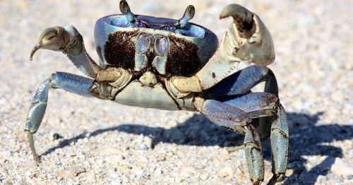 A close-up of a blue crab on sandy ground, showcasing its claws and distinctive shell patterns.