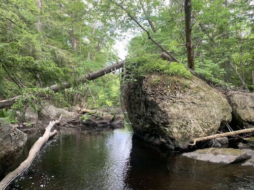 A serene forest scene featuring a rocky outcrop beside a calm stream, surrounded by lush greenery and fallen branches.