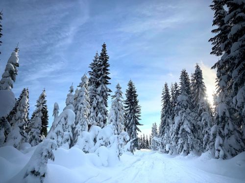 A snowy forest path lined with tall evergreen trees under a clear blue sky. Sunlight peeks through the branches.