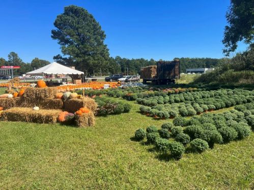 A vibrant pumpkin patch with hay bales and colorful mums under a clear blue sky. A tent and truck are in the background.