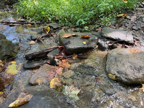 A small stream flows over rocks, surrounded by green grass and fallen leaves in a natural setting.