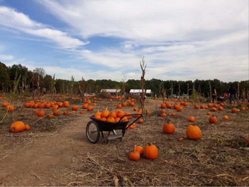 A wheelbarrow sits in a pumpkin patch filled with orange pumpkins under a cloudy sky.