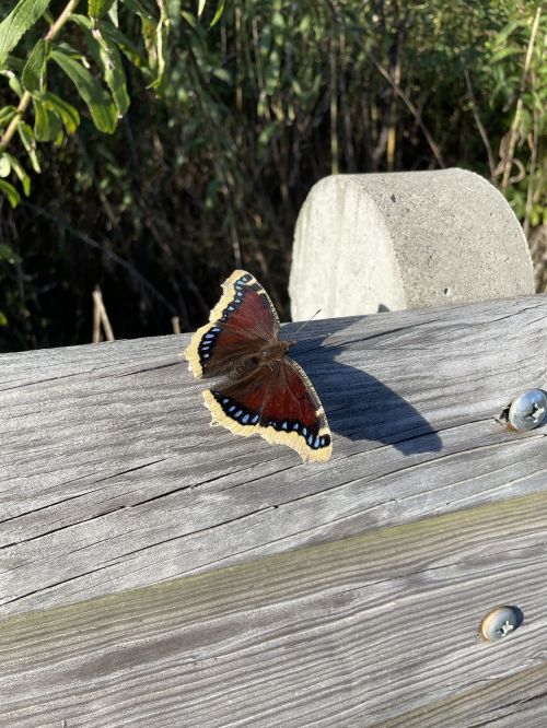 A butterfly with vibrant orange and blue patterns rests on a wooden surface, casting a shadow in natural light.