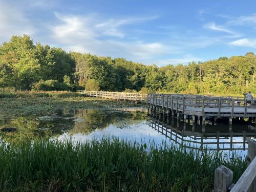 A serene landscape featuring a wooden dock over a calm pond surrounded by lush greenery and blue skies.