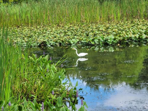 A white heron wades through a calm pond surrounded by lush green plants and lily pads.
