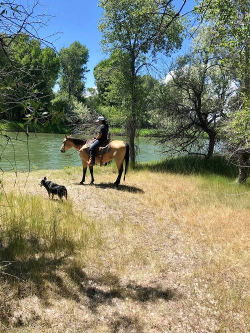 A person on a horse stands by a river, with a dog nearby, surrounded by trees and grass under a clear blue sky.