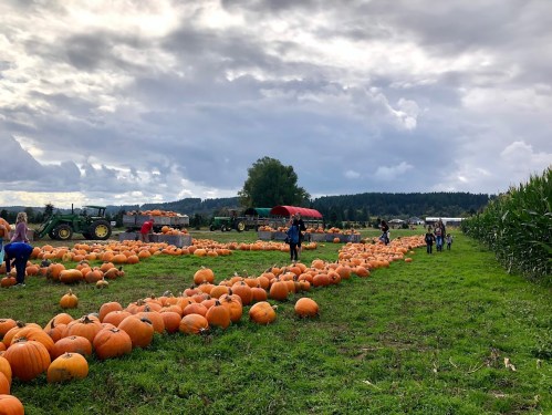 A pumpkin patch with people selecting pumpkins, surrounded by tractors and fields under a cloudy sky.