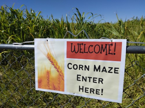 A sign reading "Welcome! Corn Maze Enter Here!" hangs on a fence with a cornfield in the background.