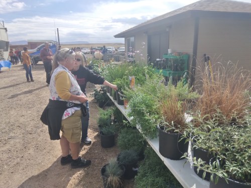 Two women examine plants on a table at an outdoor market, with vehicles and a building in the background.