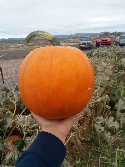 A person holds a large orange pumpkin in a field, with cars parked in the background and cloudy skies above.