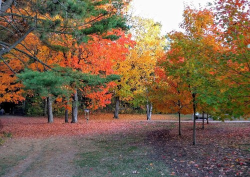 A vibrant autumn scene with trees displaying bright red, orange, and yellow leaves, covering the ground in colorful foliage.