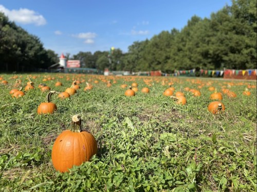 A field of orange pumpkins scattered across green grass under a clear blue sky. Trees line the background.