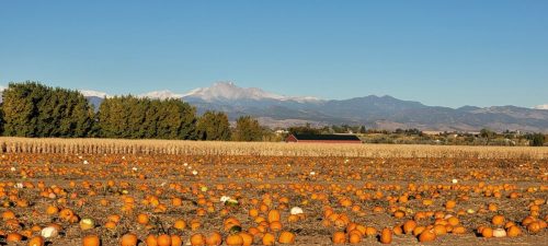 A pumpkin field with scattered pumpkins, mountains in the background, and a red barn under a clear blue sky.