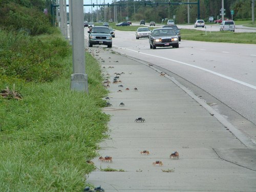 A busy road with cars and a sidewalk covered in crabs moving along the pavement.