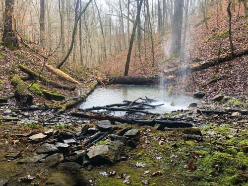 A serene forest scene with a small pond, fallen logs, and a gentle waterfall surrounded by trees and mossy ground.