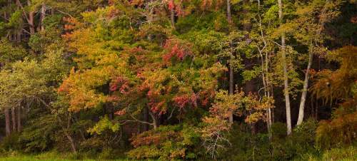 A vibrant forest scene showcasing trees with green leaves and hints of autumn colors.