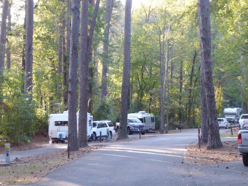 A serene campsite with RVs parked among tall trees, surrounded by greenery and a winding road.
