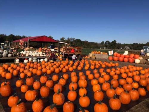 A pumpkin patch with numerous orange pumpkins, a red barn in the background, and a clear blue sky.
