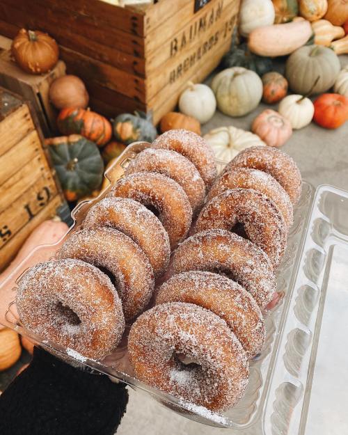 A hand holding a clear container filled with freshly made, sugar-coated donuts, with pumpkins in the background.