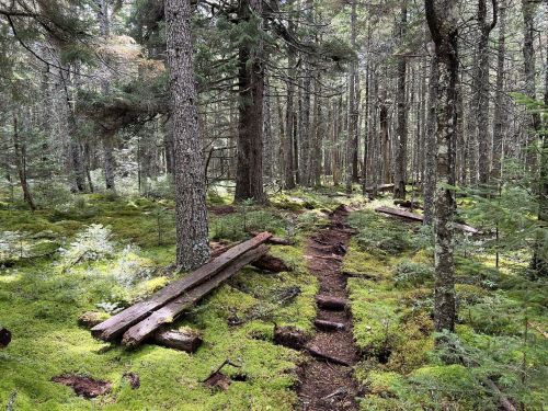 A serene forest path lined with moss-covered ground and wooden benches, surrounded by tall trees.