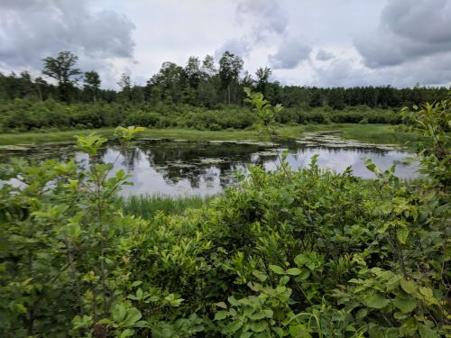 Lush green vegetation surrounds a calm pond, reflecting cloudy skies and trees in the background.