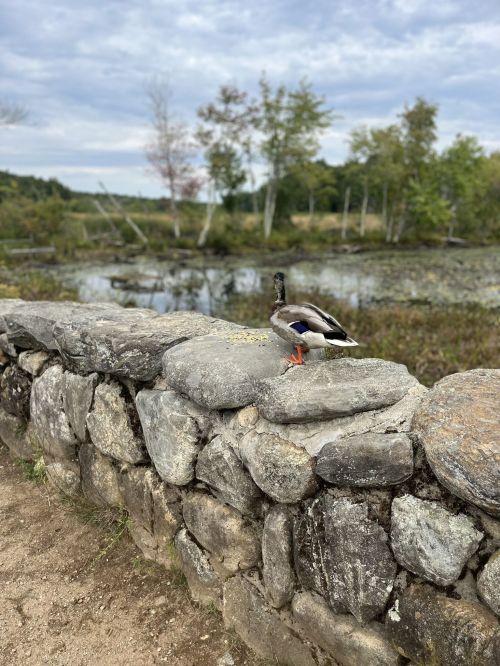 A duck stands on a stone wall by a serene pond surrounded by trees and greenery under a cloudy sky.