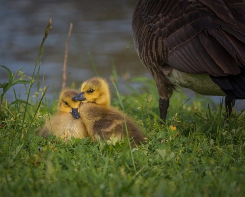 Two fluffy goslings cuddle together on the grass near a goose by the water's edge.