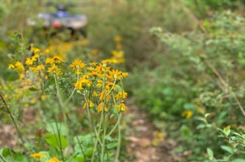 A path through a lush green area, lined with vibrant yellow flowers and blurred foliage in the background.
