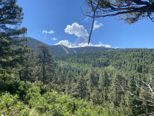 A scenic view of a lush green forest with mountains and clouds in the background under a clear blue sky.