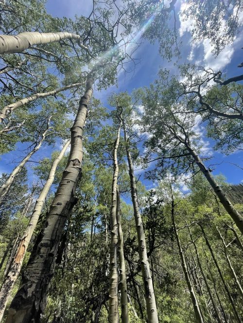 Tall aspen trees stretch towards a bright blue sky, with fluffy clouds peeking through the lush green foliage.