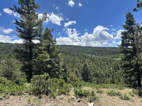 A scenic view of a lush green forest under a blue sky with fluffy clouds.
