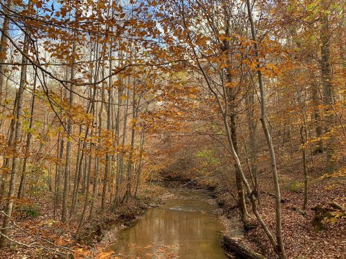 A serene forest scene with a winding creek surrounded by trees with autumn leaves.